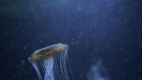 dark detail jellyfish 5